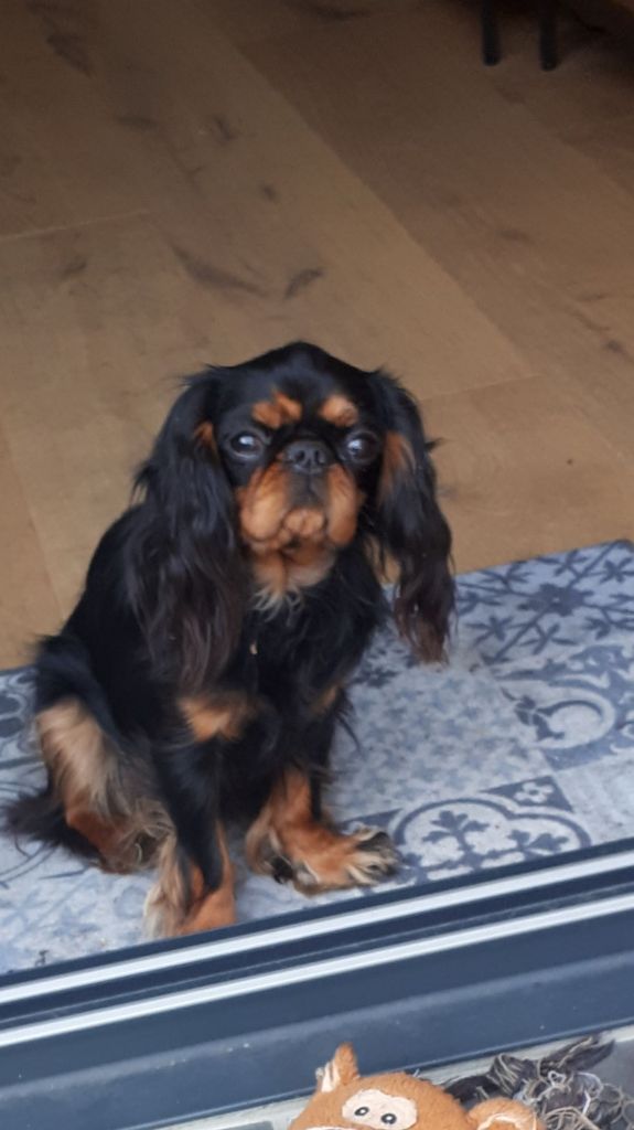 Du destin d'un petit roi - Nouvelle photo d'OLIE ( 11 mois)