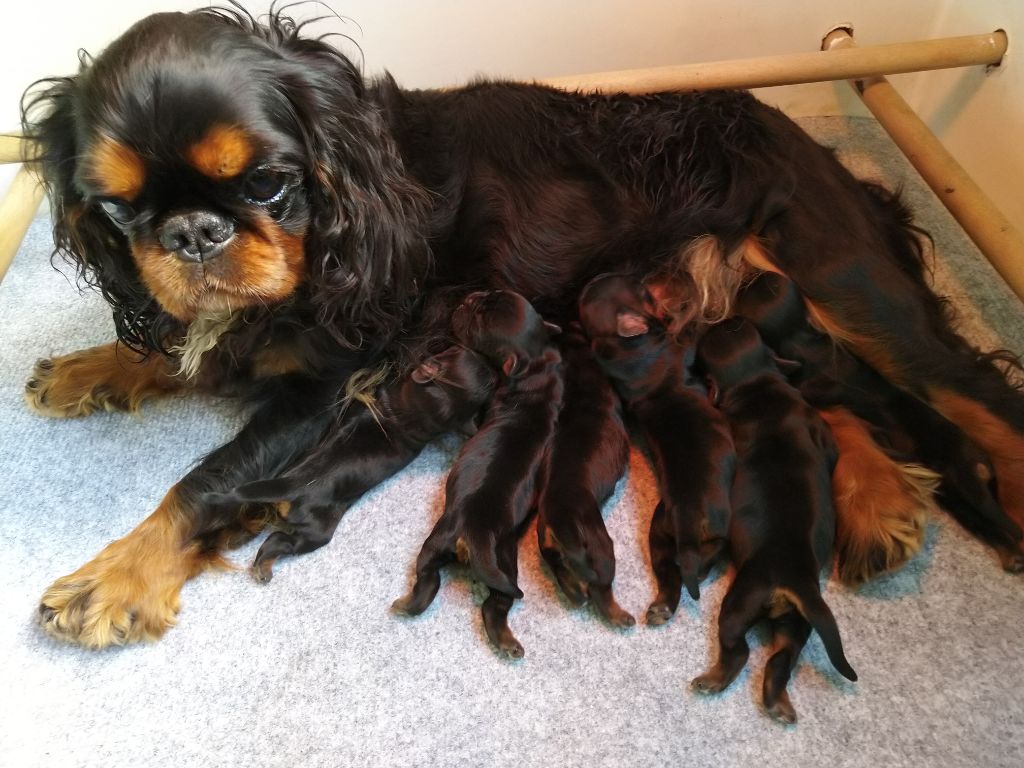 Du destin d'un petit roi - MINERVE et ses bébés !