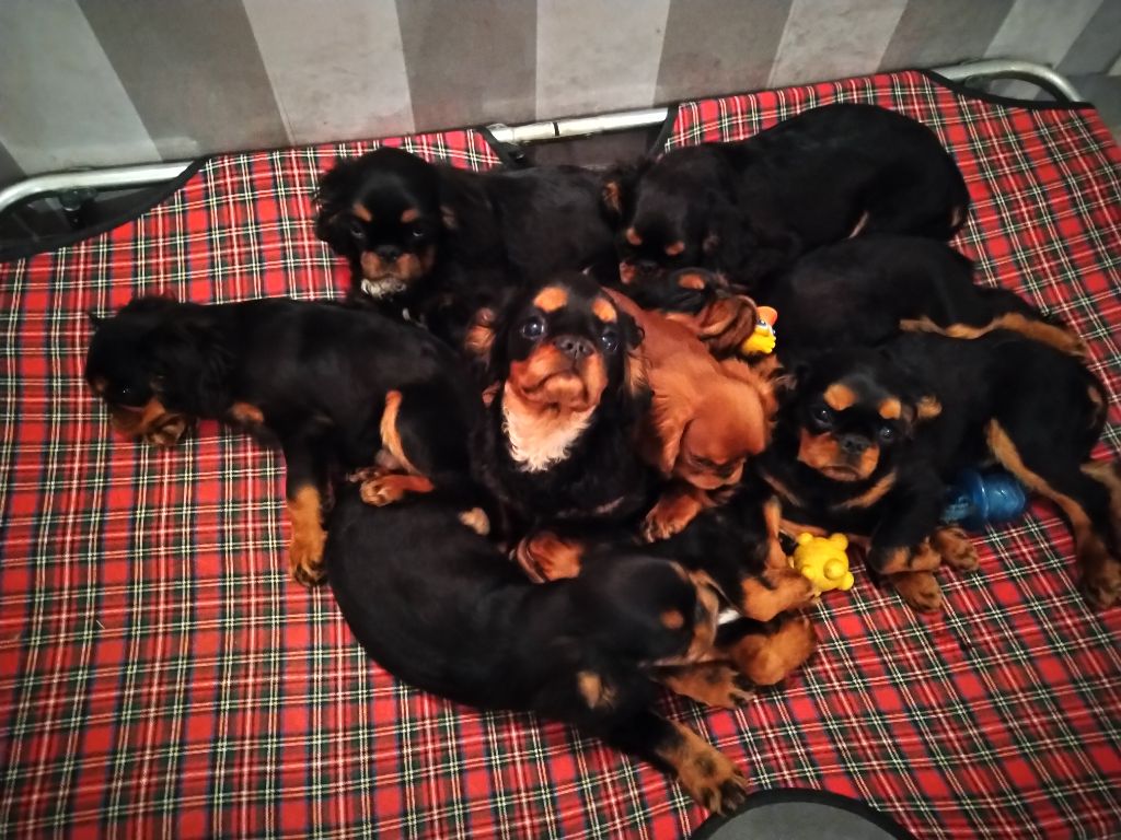 Du destin d'un petit roi - Les bébés adorent le transat et amènent leurs jouets pour dormir !