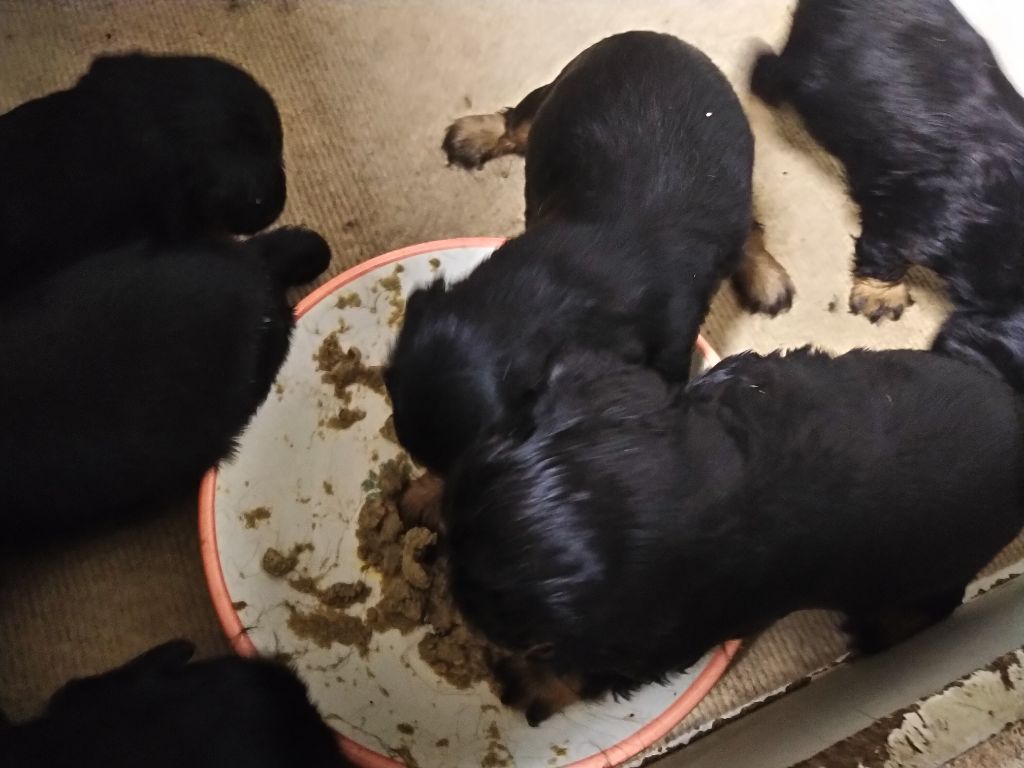 Du destin d'un petit roi - Découverte des croquettes : bébés de MINERVE!