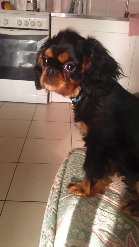 Du destin d'un petit roi - OSIRIS trône sur son fauteuil !