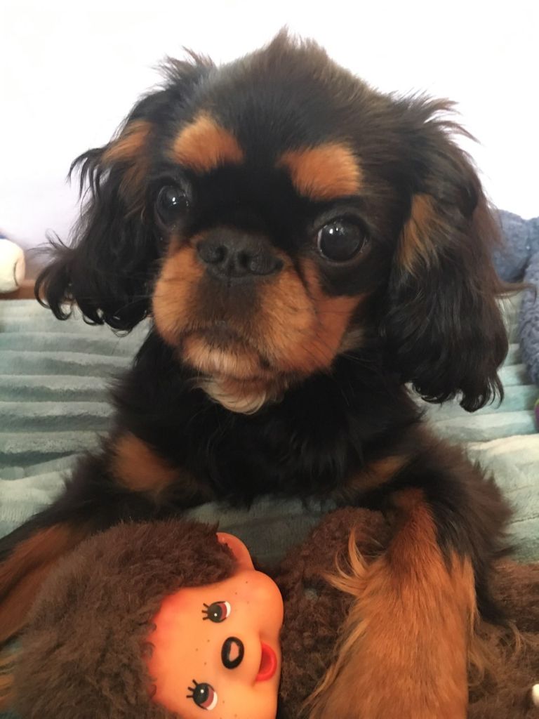 Du destin d'un petit roi - Un petit coucou de PURDEY !