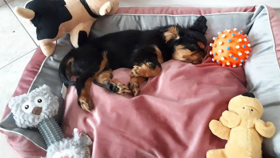 Du destin d'un petit roi - OLIE entourée de ses jouets ! 4/11/2018