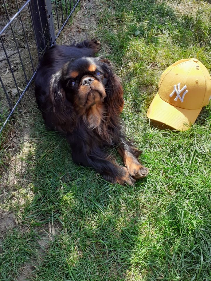 Du destin d'un petit roi - PATTON , et sa casquette !