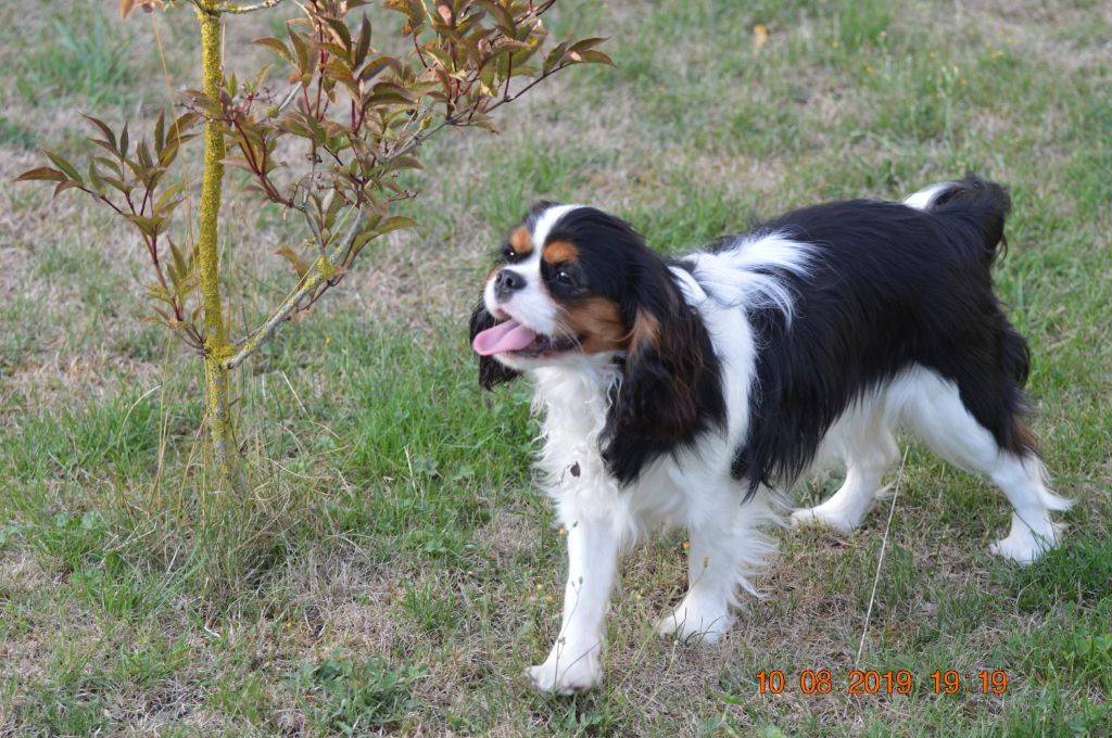 Du destin d'un petit roi - OCEANE se ballade dans le jardin !