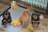 Du destin d'un petit roi - OLIE,OSIRIS et O'NEIL ont 1 an aujourd'hui !
