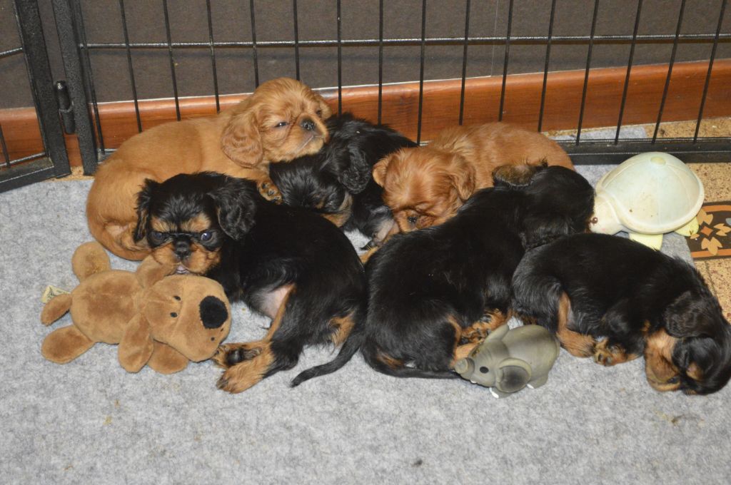 Du destin d'un petit roi - Les bébés de MATHILDA sont prêts à passer une bonne nuit !