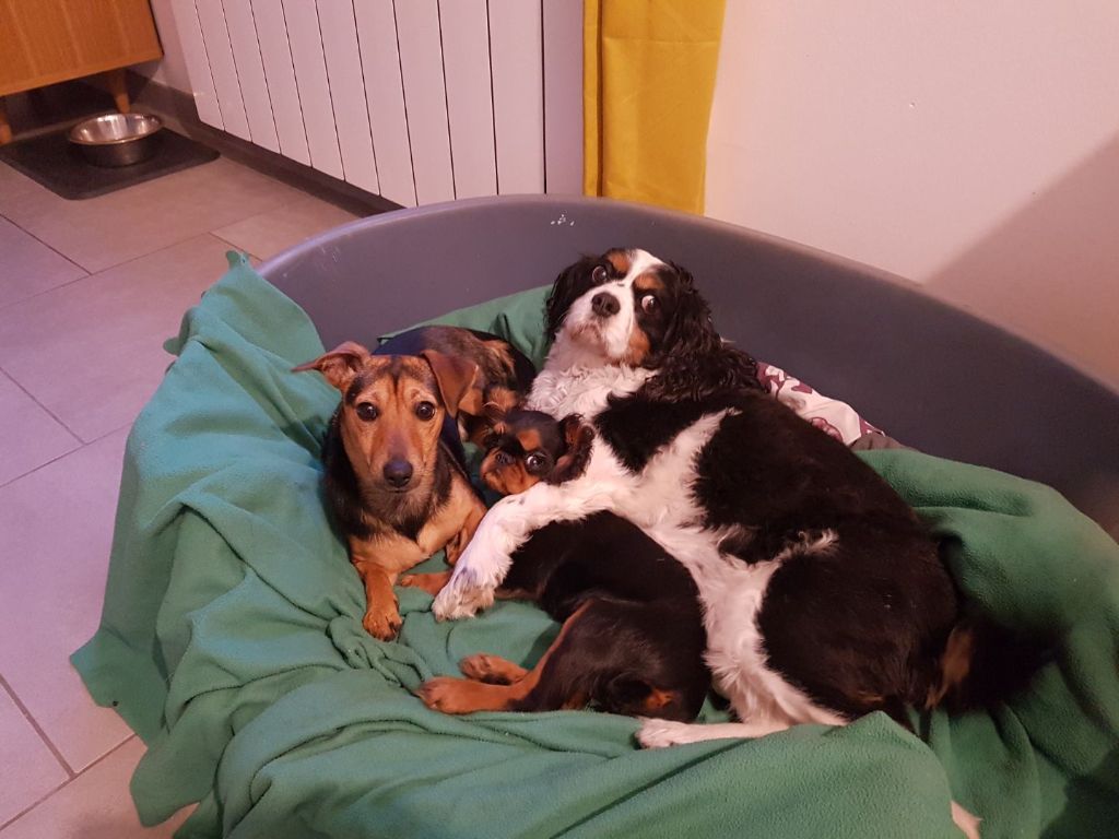 Du destin d'un petit roi - PLUME et ses copains !
