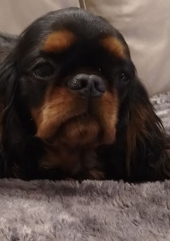 Du destin d'un petit roi - PITCH regarde la TV ce soir !