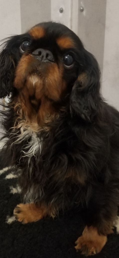 Notre jolie MINERVE !