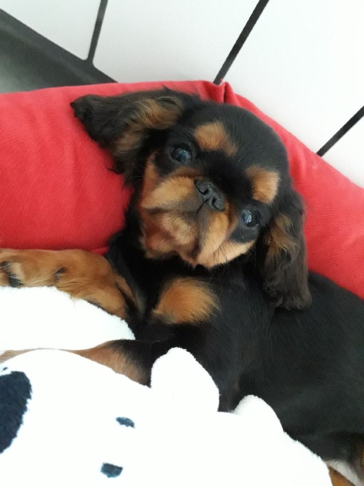 Du destin d'un petit roi - Accueil de petite PLUME dans sa nouvelle famille !