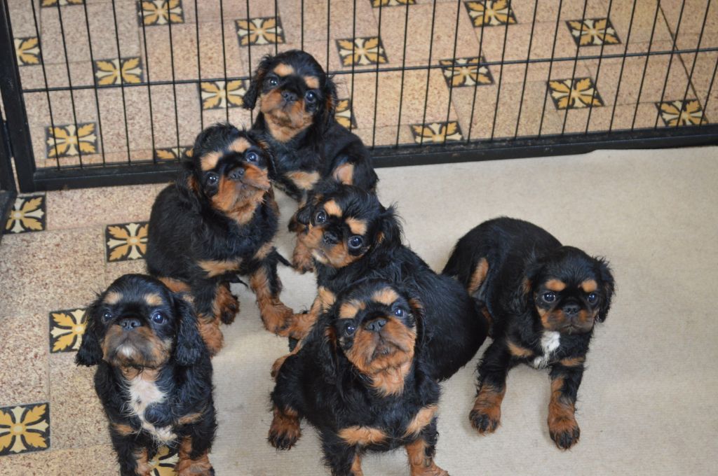 Du destin d'un petit roi - Nouvelle photo des bébés de MINERVE!