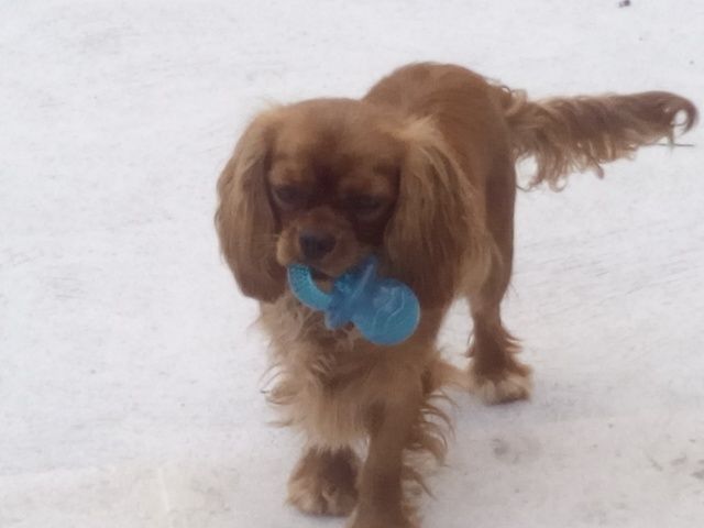 Du destin d'un petit roi - O'HARRA SCARLETT  a trouvé un nouveau jouet aujourd'hui ! !