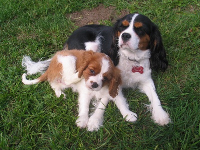 Du destin d'un petit roi - GINGER et FAÏLA réunies, quel bonheur....