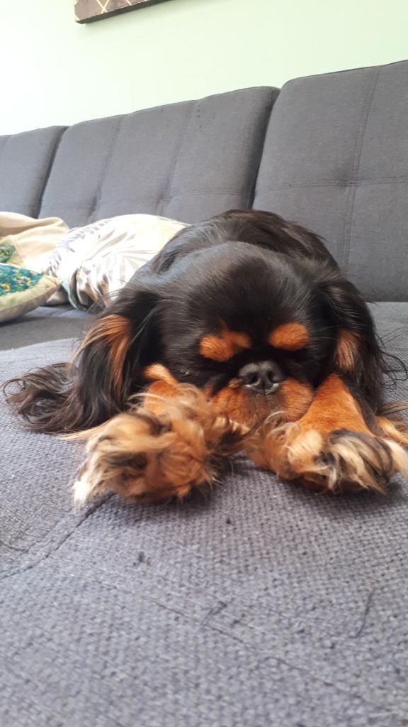 Du destin d'un petit roi - OLIE fait une grosse sieste !