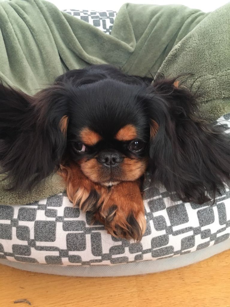 Du destin d'un petit roi - PURDEY est fière de nous montrer ses jolies oreilles !