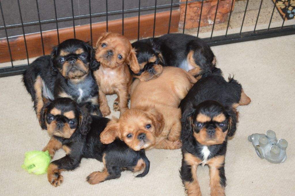 Du destin d'un petit roi - Nouvelle photo des bébés de MATHILDA !