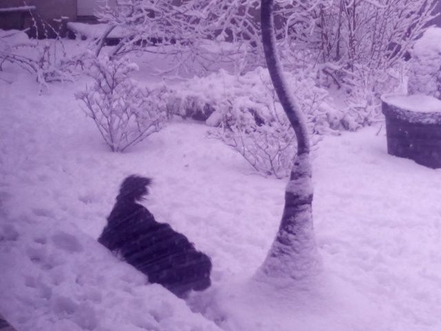 Du destin d'un petit roi - LENNY dans la neige !