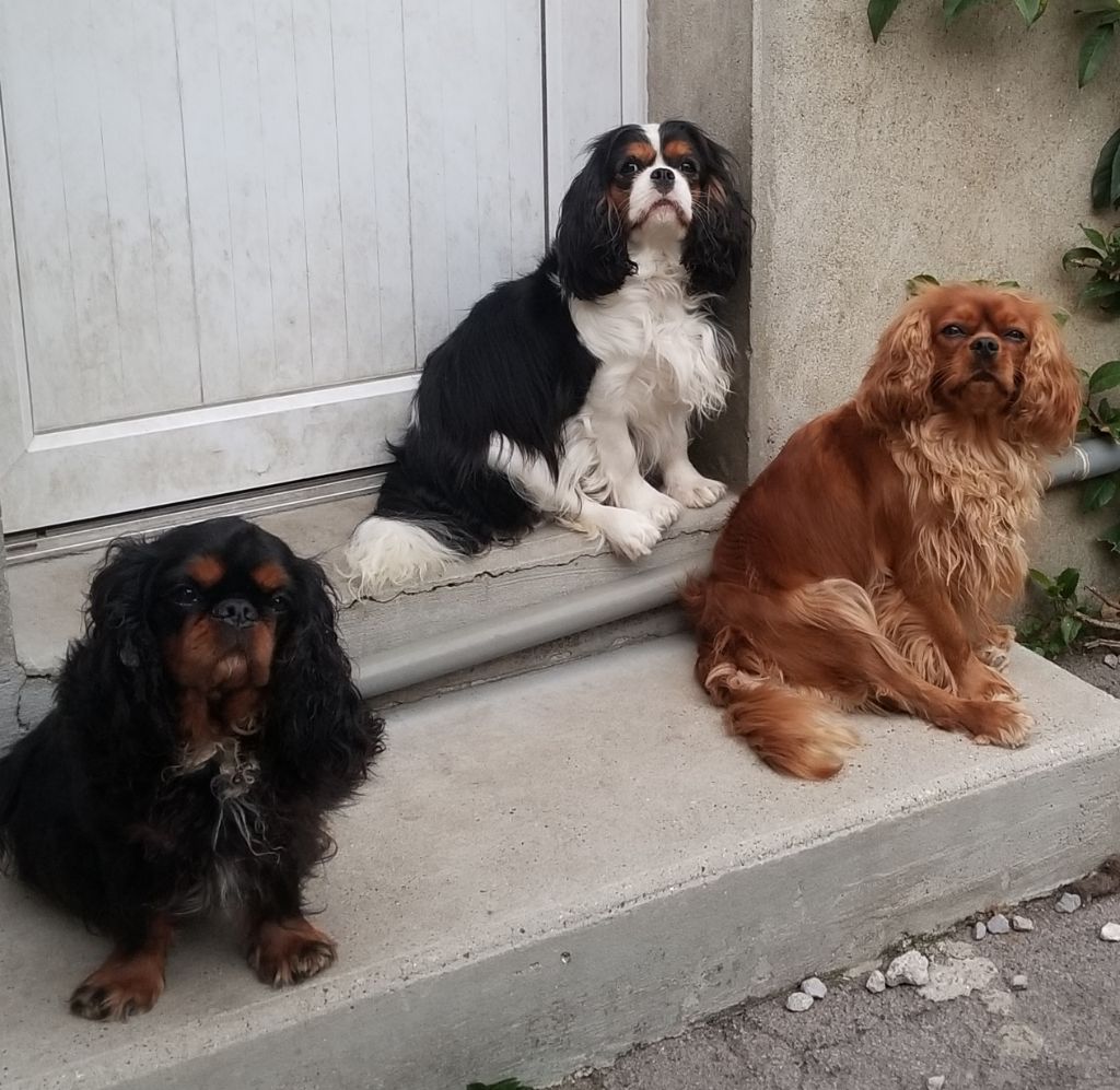 Du destin d'un petit roi - Nos princesses !