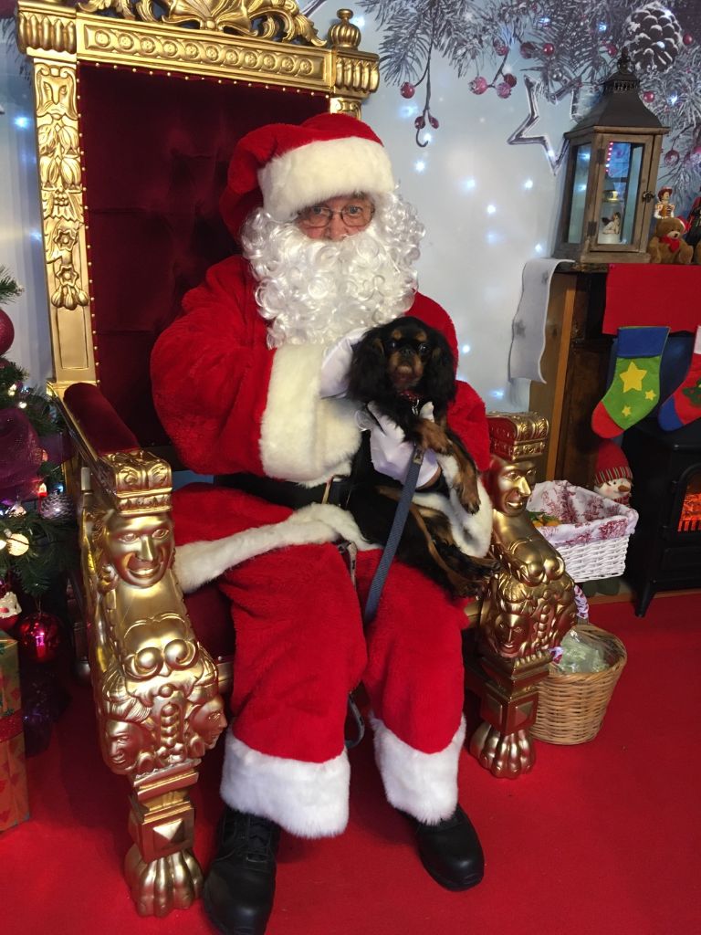 Du destin d'un petit roi - PURDEY a la chance d'être avec le père Noel !