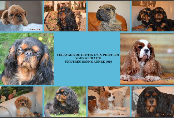 Du destin d'un petit roi - Carte de voeux 2019