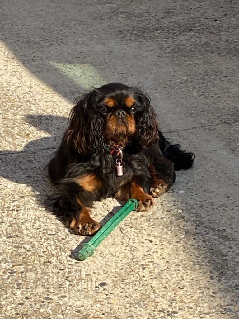 Du destin d'un petit roi - PRADA profite du soleil !