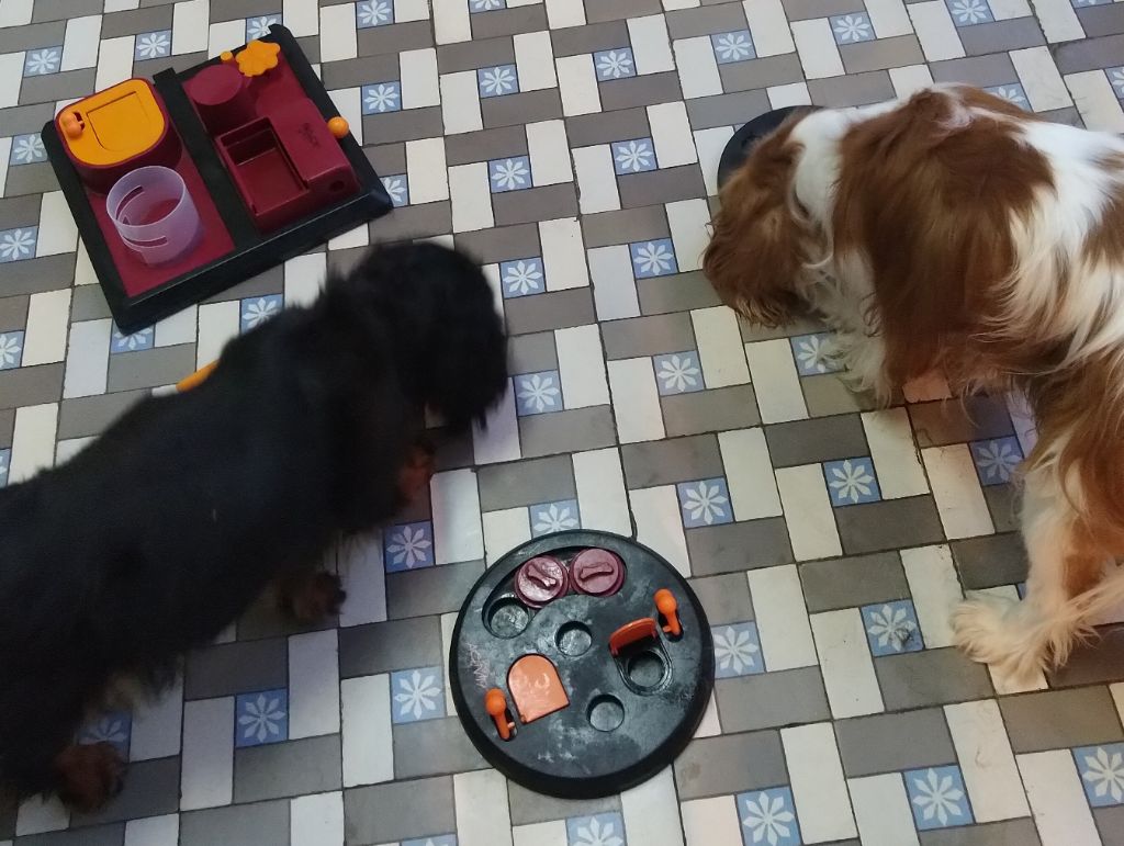 Du destin d'un petit roi - Petite séance de jeux d'intelligence !