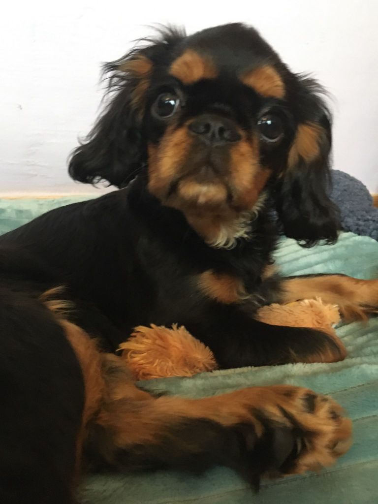 Du destin d'un petit roi - Petite nouvelle de PURDEY !