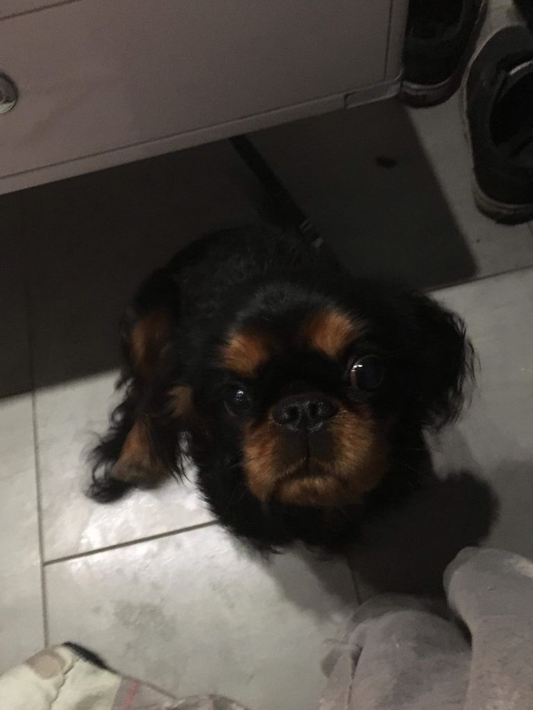 Du destin d'un petit roi - Petite nouvelle D'OLYMPE !