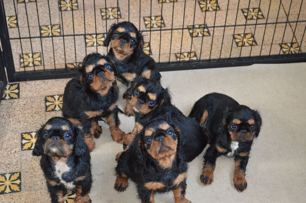 Du destin d'un petit roi - PURDEY, PRADA, PACO, PADDINGTON, PITCH et POGO ont 1 an aujourd'hui !