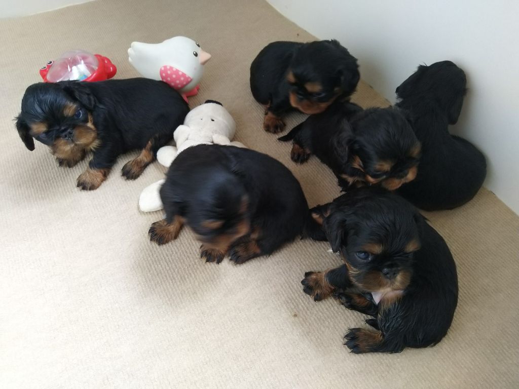 Du destin d'un petit roi - Nouvelle photo des 6 bébés de MINERVE !