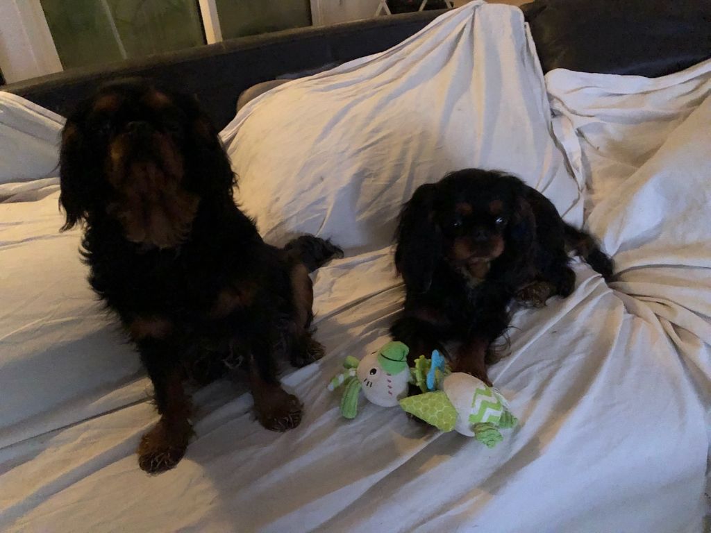 Du destin d'un petit roi - Petite photo des 2 soeurs 'SCARLETT OHARA et OLLY ! 18/12/2018