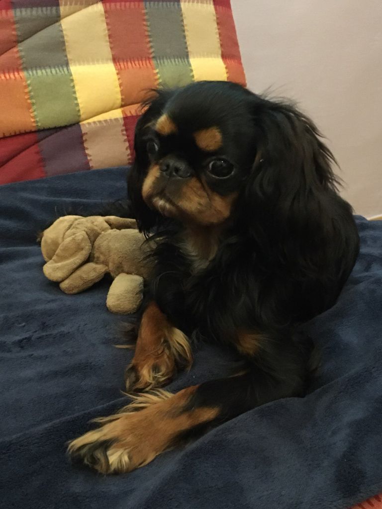 Du destin d'un petit roi - PURDEY avec son doudou d'élevage !
