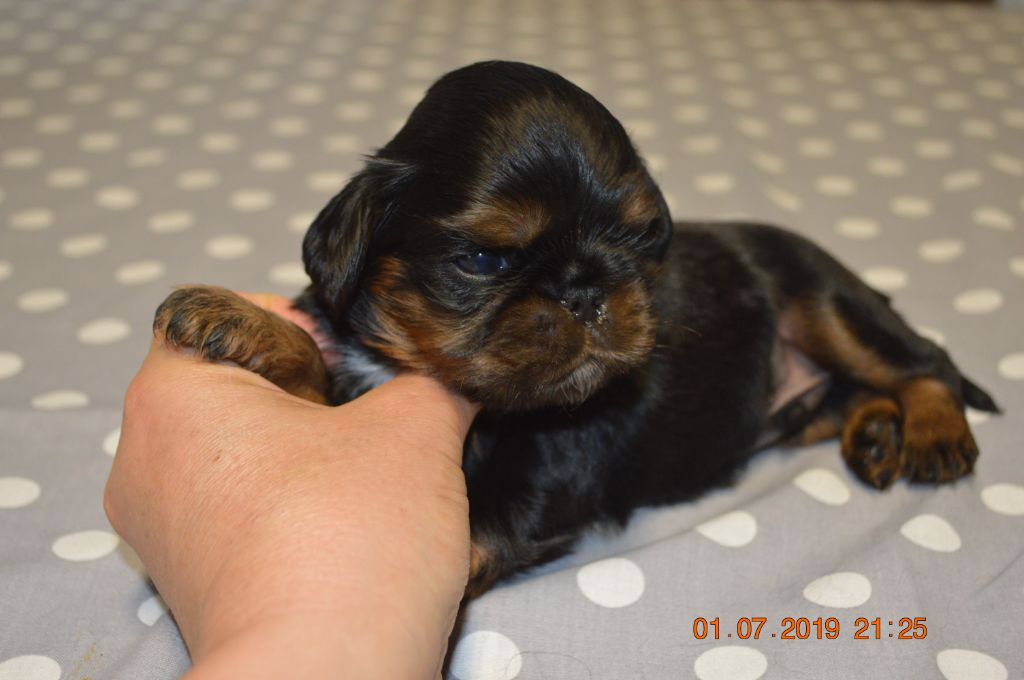 Du destin d'un petit roi - Photo individuelle des bébés de MINERVE !