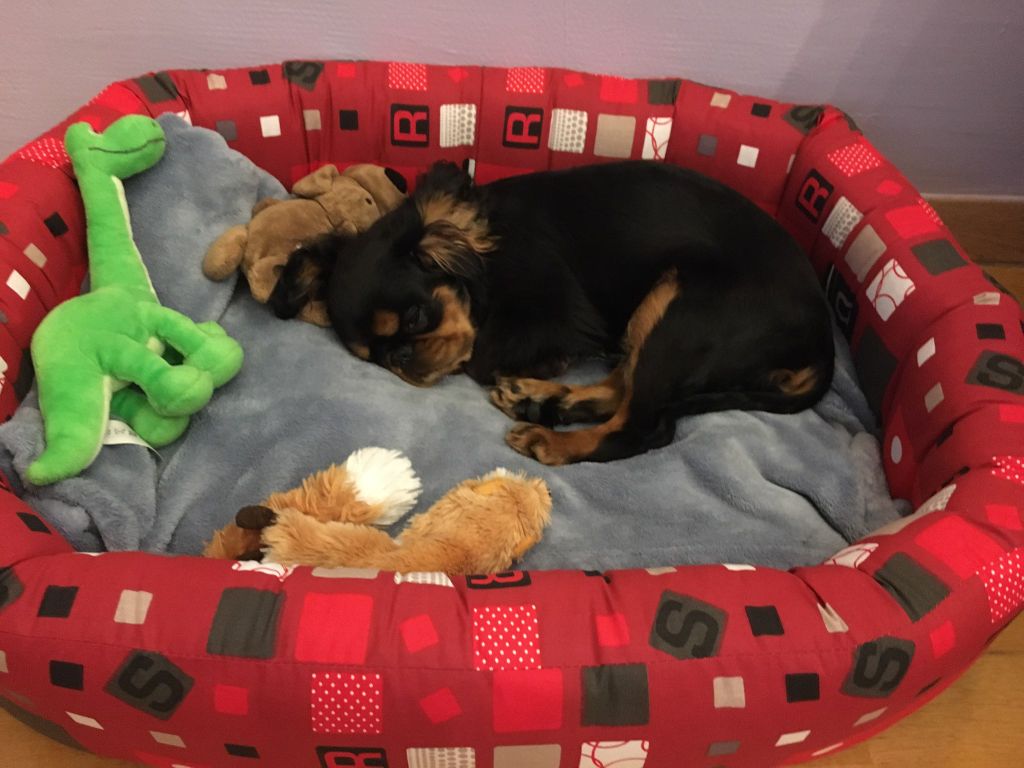 Du destin d'un petit roi - Petite PURDEY entourée de ses jouets !