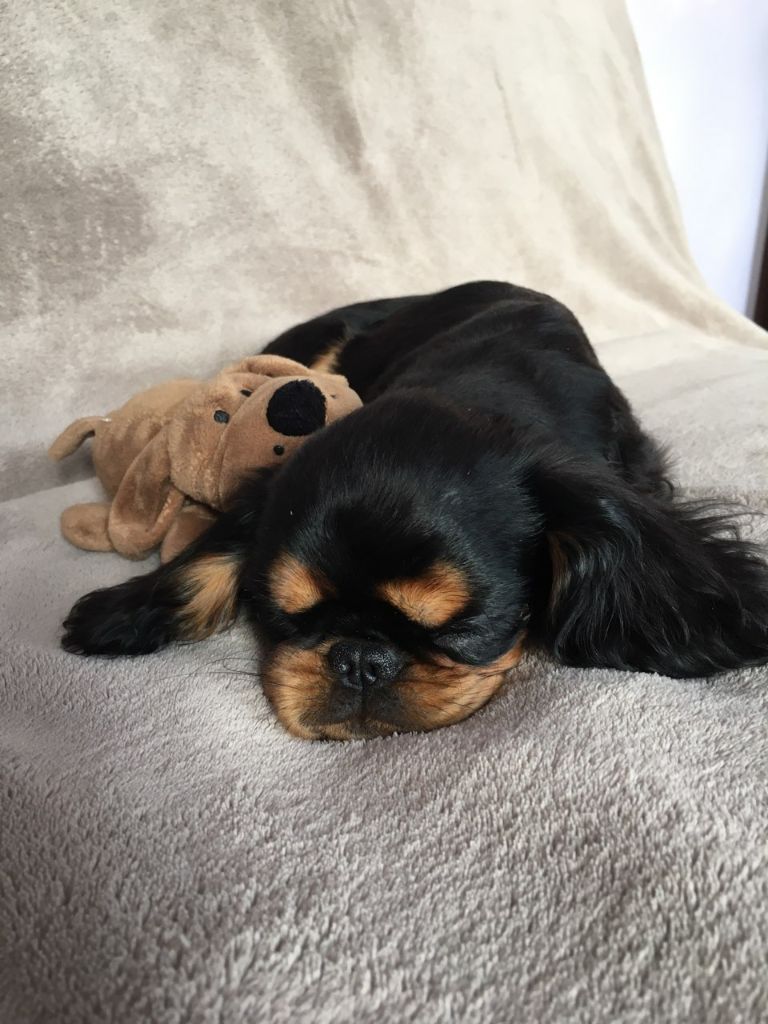 Du destin d'un petit roi - Accueil de PURDEY dans sa nouvelle famille !