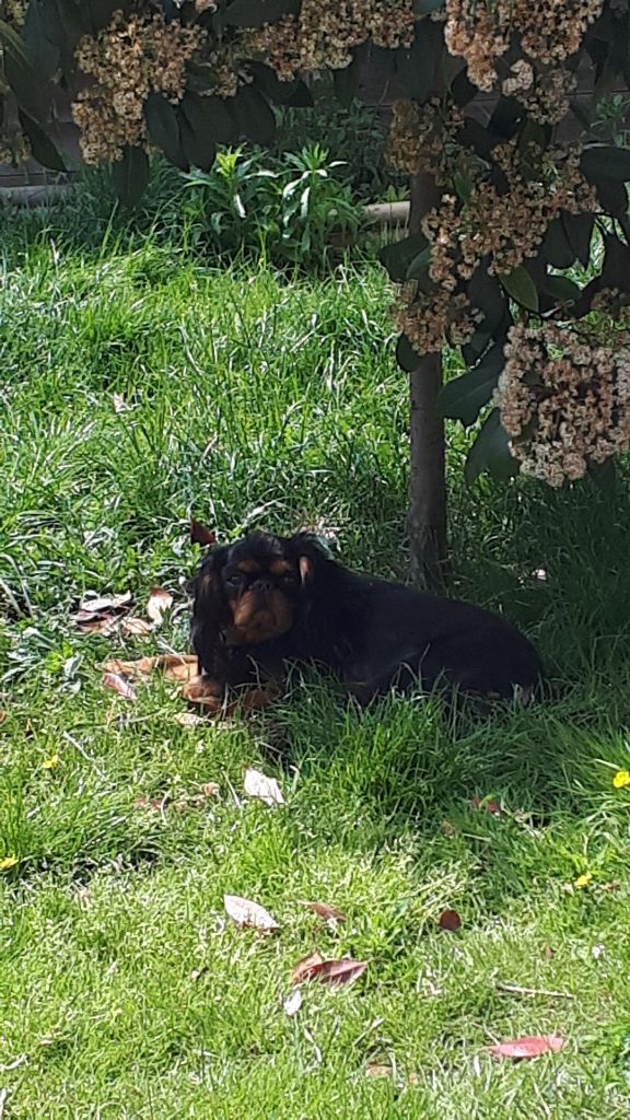 Du destin d'un petit roi - OLIE se reposant dans le jardin !