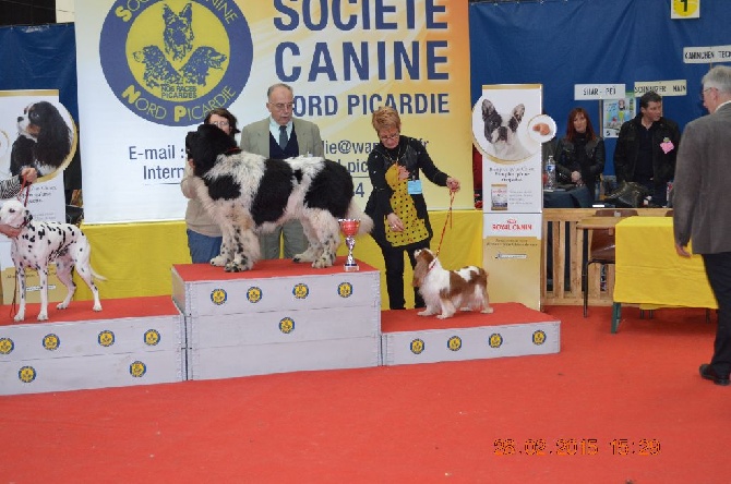 Du destin d'un petit roi - 28 FEVRIER 2015 : EXPOSITION CANINE NATIONALE DE FLIXECOURT