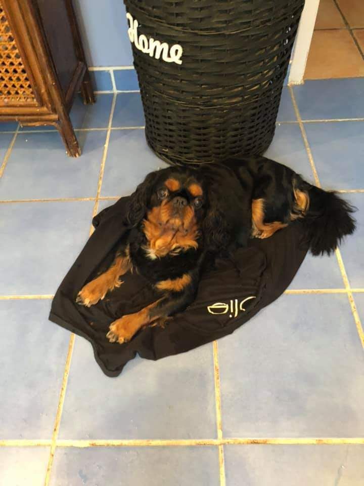 Du destin d'un petit roi - Nouvelle photo d'OLIVER TWIST !
