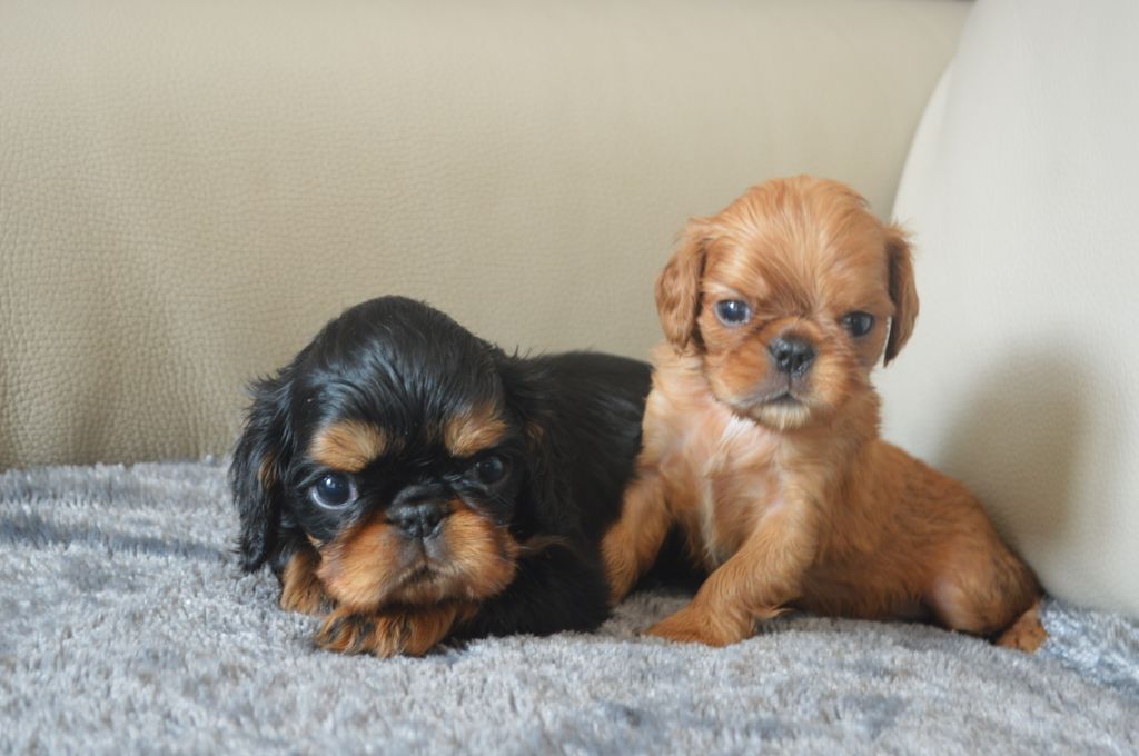 Du destin d'un petit roi - Photo de 2 bébés !