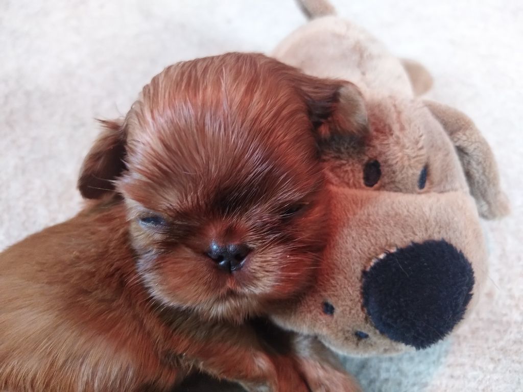 Du destin d'un petit roi - Les bébés de MATHILDA ont bientôt 1 mois !