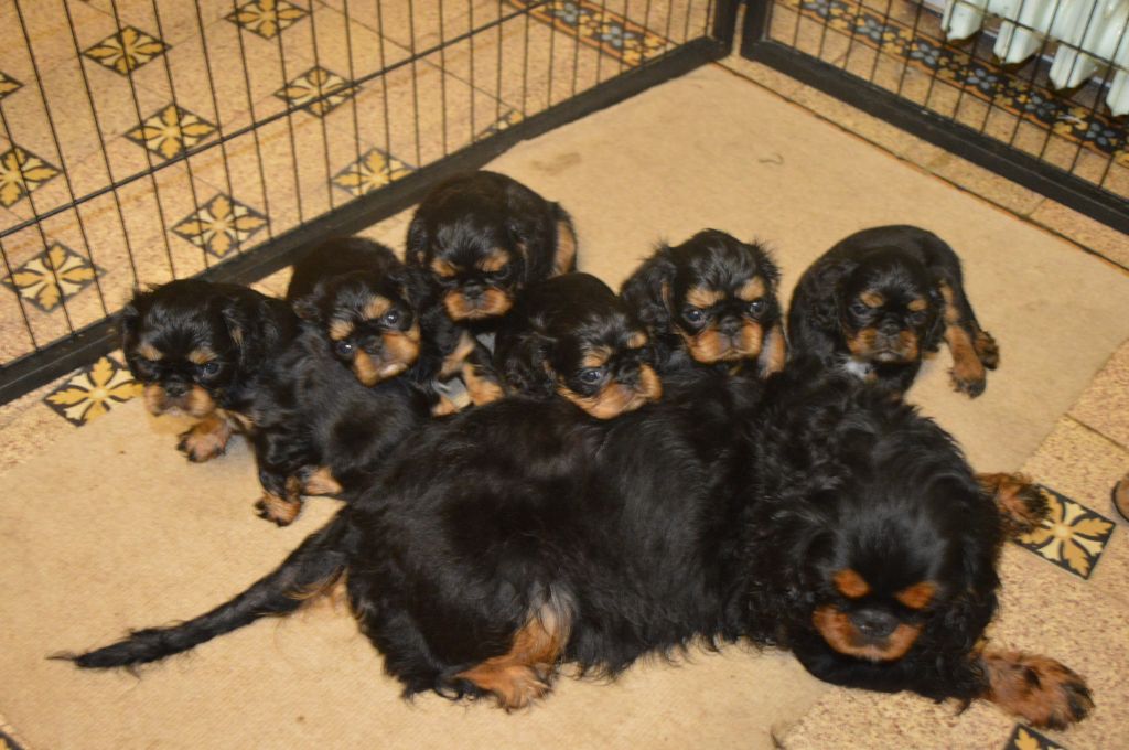 Du destin d'un petit roi - Photo de groupe : MINERVE et ses bébés !