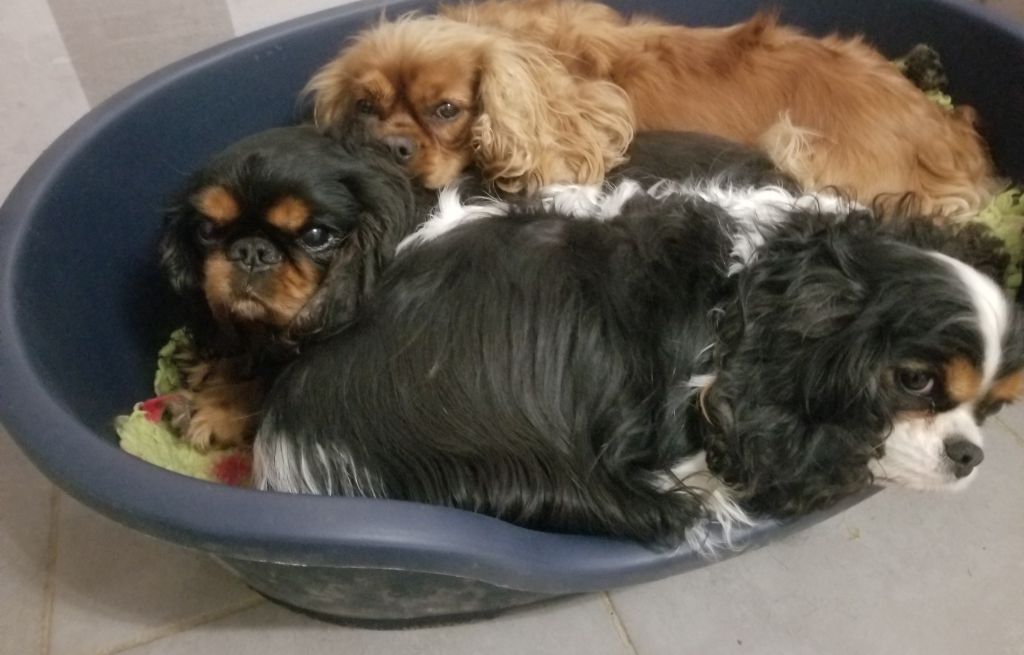 Du destin d'un petit roi - Nos princesses, dans le même panier !