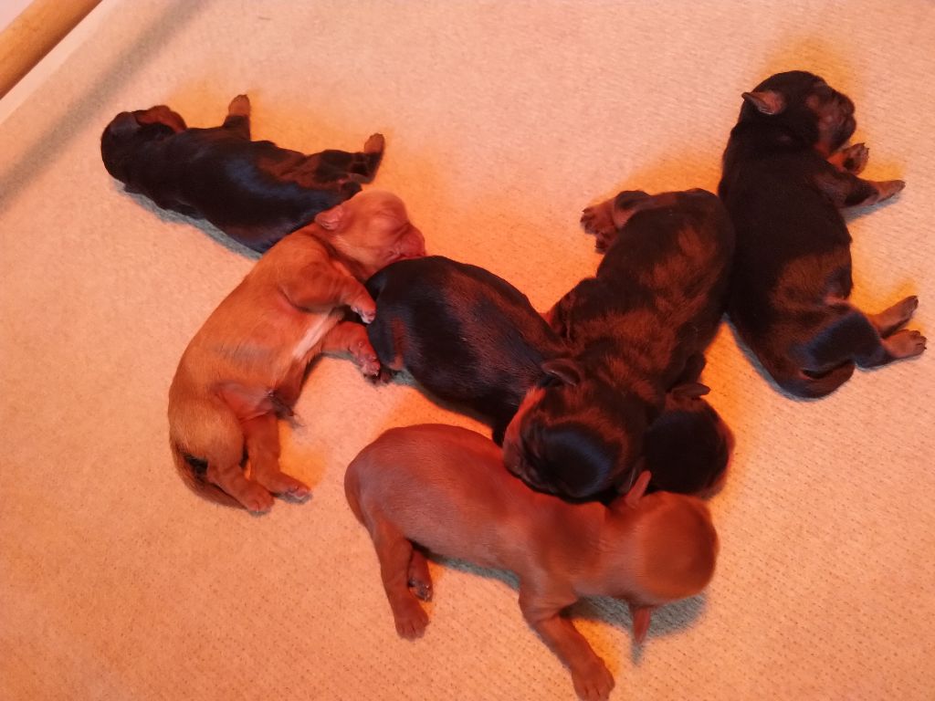 Du destin d'un petit roi - Les bébés King Charles sont nés !