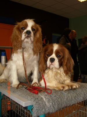 Du destin d'un petit roi - SALON DE L'ANIMAL AU LYCEE PRIVE LE DRUET A BUCQUOY