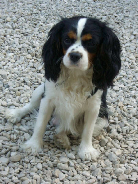 BRADLEY