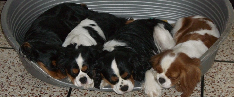 Nos cavaliers