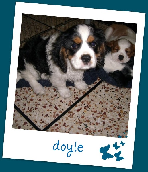 CHIOTS NES LE 9 JUIN 2008