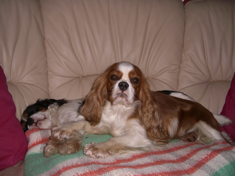 BACCARA